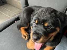 bubba 1